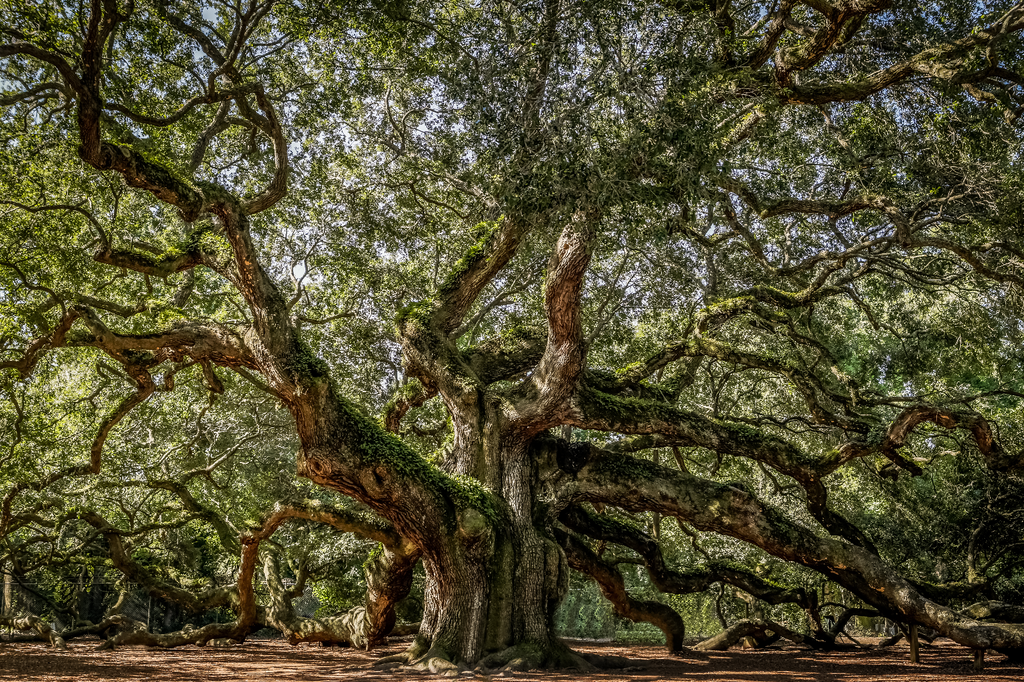 Angel Oak Tree II